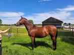 Drachtige merrie van Dominancer W, Dieren en Toebehoren, Paarden, Merrie, Springpaard, Gechipt, L