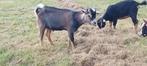 Dwergbok, dekbokje, Dieren en Toebehoren, Schapen, Geiten en Varkens, Mannelijk, Geit, 0 tot 2 jaar