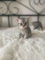 Raszuivere britse korthaar kittens, Dieren en Toebehoren, Katten en Kittens | Raskatten | Korthaar