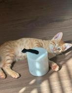 Prachtige Turke Angora kitten opzoek naar een warm nest, Dieren en Toebehoren, Katten en Kittens | Raskatten | Korthaar, Meerdere dieren