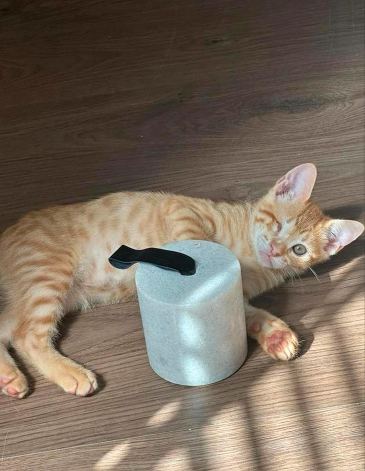 Prachtige Turke Angora kitten opzoek naar een warm nest, Dieren en Toebehoren, Katten en Kittens | Raskatten | Korthaar, Meerdere dieren