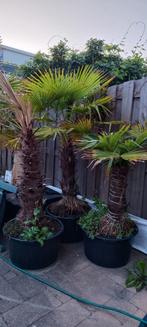 Palmbomen direct af te halen, Ophalen of Verzenden, Volle zon, Palmboom