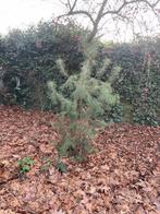 Grove den, 2 meter - Zelf uitgraven!, Bloeit niet, Overige soorten, 100 tot 250 cm, Ophalen