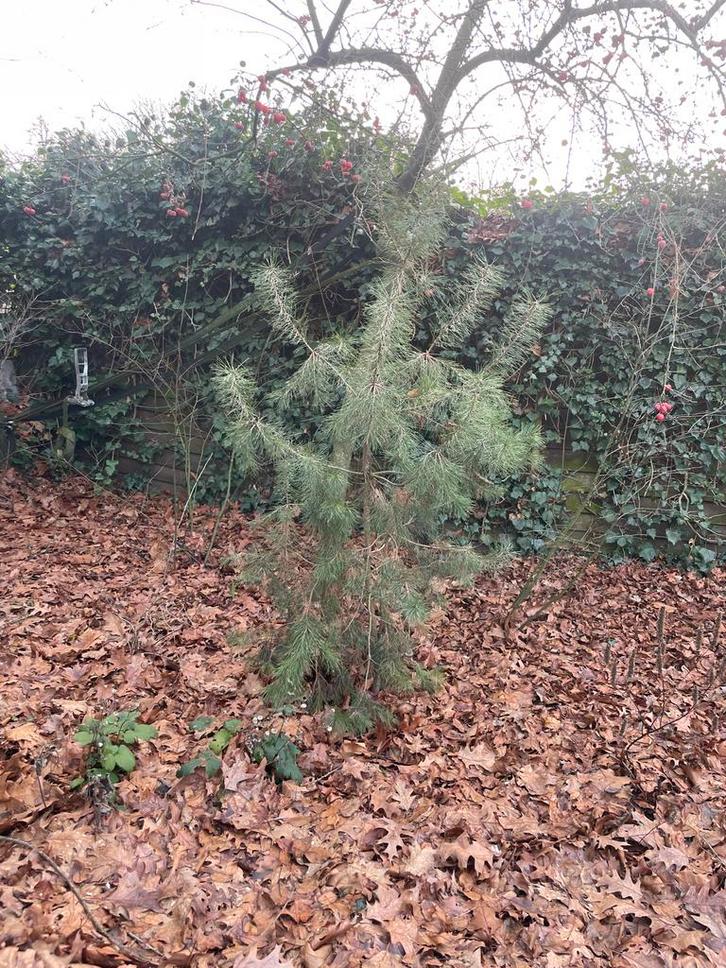 Grove den, 2 meter - Zelf uitgraven!, Tuin en Terras, Planten | Bomen, Overige soorten, 100 tot 250 cm, Volle zon, Bloeit niet
