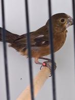 Twatwa brashong pop 0-1 geringd 2018, Dieren en Toebehoren, Vogels | Overige Vogels, Vrouwelijk, Tropenvogel, Geringd