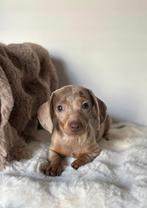 Mooie dwergteckel pups gezocht naar huisje, 8 tot 15 weken, Korthaar, Dwerg, Meerdere