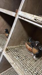 Takla, Dieren en Toebehoren, Vogels | Duiven