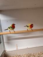 Koppel bonte roodkoppapagaai amadine, Dieren en Toebehoren, Vogels | Overige Vogels, Meerdere dieren, Tropenvogel, Geringd