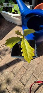 Kleine eik in grote pot., Tuin en Terras, Planten | Bomen, In pot, Halfschaduw, Minder dan 100 cm, Overige soorten