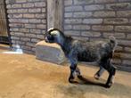Dwerggeit Donker blauwschimmel bokje, Dieren en Toebehoren, Schapen, Geiten en Varkens, Mannelijk, Geit, 0 tot 2 jaar
