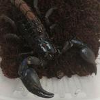 Heterometrus cyaneus
