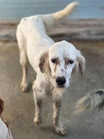 ACE: Milena is een prachtige hond om te zien! beschikbaar voor biedingen