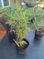Rozemarijn, Tuin en Terras, Planten | Tuinplanten, Ophalen, Zomer, Overige soorten, Volle zon