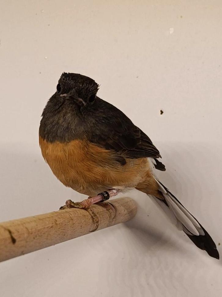 Te koop prachtige schamalijster pop, Dieren en Toebehoren, Vogels | Overige Vogels, Vrouwelijk, Geringd