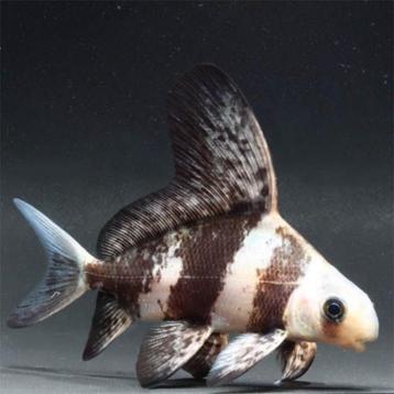 Chinese Wimpelkarper - Myxocyprinus asiaticus - Koidreams beschikbaar voor biedingen