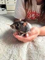rat met een kooi, Dieren en Toebehoren, Knaagdieren en Konijnen | Hokken en Kooien, Minder dan 75 cm, Ophalen of Verzenden, Zo goed als nieuw