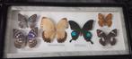 Taxidermie opgezette vlinders decoratie, Verzamelen, Dierenverzamelingen, Overige soorten, Ophalen of Verzenden, Zo goed als nieuw