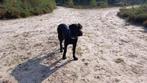 Lieve Cane corso hond, Eén hond, 3 tot 5 jaar, Nederland, Particulier