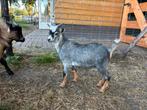 Blauwschimmel dekbok tekoop, Dieren en Toebehoren, Schapen, Geiten en Varkens, Mannelijk, Geit, 0 tot 2 jaar