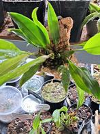 zeldzame orchideeën, Huis en Inrichting, Kamerplanten, Overige soorten, Minder dan 100 cm, Ophalen of Verzenden, Halfschaduw
