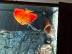 Discusvis koppel, Dieren en Toebehoren, Vissen | Aquariumvissen, Vis