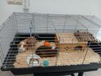 Gratis Cavia's en toebehoren, Dieren en Toebehoren, Knaagdieren, Januari, Mannelijk, Cavia