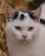 Prachtige kittens katten .