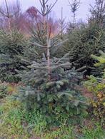 Kerstbomen, Overige soorten, 100 tot 250 cm, Zomer, Ophalen