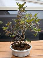 Pre Bonsai Pistacia lentiscus, Overige soorten, Volle zon, Vaste plant, Ophalen of Verzenden