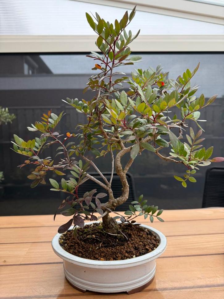 Pre Bonsai Pistacia lentiscus, Tuin en Terras, Planten | Tuinplanten, Vaste plant, Overige soorten, Volle zon, Bloeit niet, Ophalen of Verzenden