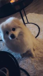 Pomeriaan, Ophalen of Verzenden