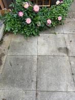 Betonnen tuintegels, Tuin en Terras, Tegels en Klinkers, Ophalen, Gebruikt, 10 m² of meer, Beton
