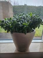 crassula ovata, Ophalen, Overige soorten, Volle zon