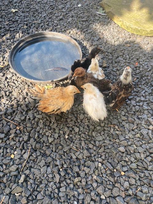 6 serama kuikens, Dieren en Toebehoren, Pluimvee, Kip, Geslacht onbekend