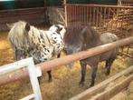 appaloosa hengstje, Dieren en Toebehoren, Pony's, Niet van toepassing, 0 tot 2 jaar, Hengst, A pony (tot 1.17m)