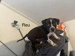 Dogopits, Dieren en Toebehoren, Honden | Bulldogs, Pinschers en Molossers, Overige rassen, 8 tot 15 weken, Meerdere, Meerdere dieren