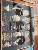 Verzameling koralen  koop wegens beëindiging hobby., Verzamelen, Mineralen en Fossielen, Ophalen of Verzenden, Mineraal
