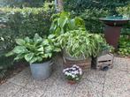 HOSTA’S MET ZINKEN BAKKEN, Tuin en Terras, Planten | Tuinplanten, Ophalen, Bloeit niet, Overige soorten, Halfschaduw
