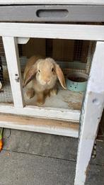 Mini lop bunny’s. 2 kleintjes zoeken een nieuw huisje!, Dieren en Toebehoren, Konijnen, Vrouwelijk, Klein, 0 tot 2 jaar