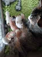 Kittens, Dieren en Toebehoren, Katten en Kittens | Overige Katten, Meerdere dieren, Kortharig, 0 tot 2 jaar