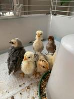 kuikens Serama, 75%maleisisch bloed, ingeent, Geslacht onbekend, Kleurkanarie