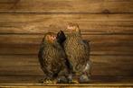 Tamme grote kippen | Brahma groot | Passend advies, Dieren en Toebehoren, Vrouwelijk, Kip