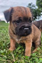 Border terrier pups, Rabiës (hondsdolheid), Overige rassen, 8 tot 15 weken, Meerdere