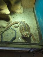 Baardagaam, Dieren en Toebehoren, Hagedis, Met terrarium, 7 tot 10 jaar