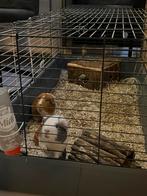 Cavia vrouwtjes, Kooi, 110 cm of meer, Zo goed als nieuw, Cavia