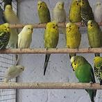 Mooie grasparkieten, Dieren en Toebehoren, Meerdere dieren, Parkiet