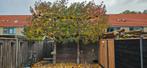 2 Leibomen - Amberbomen - Liquidamber, Leiboom, 400 cm of meer, Ophalen, Volle zon
