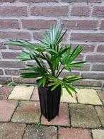 Trachycarpus Wagnerianus - Winterharde tuinpalm, Ophalen, Overige soorten, Volle zon
