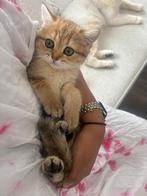 Britse korthaar kittens, Meerdere dieren