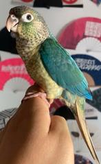 Pyrrhura babys, Meerdere dieren, Parkiet, Tam